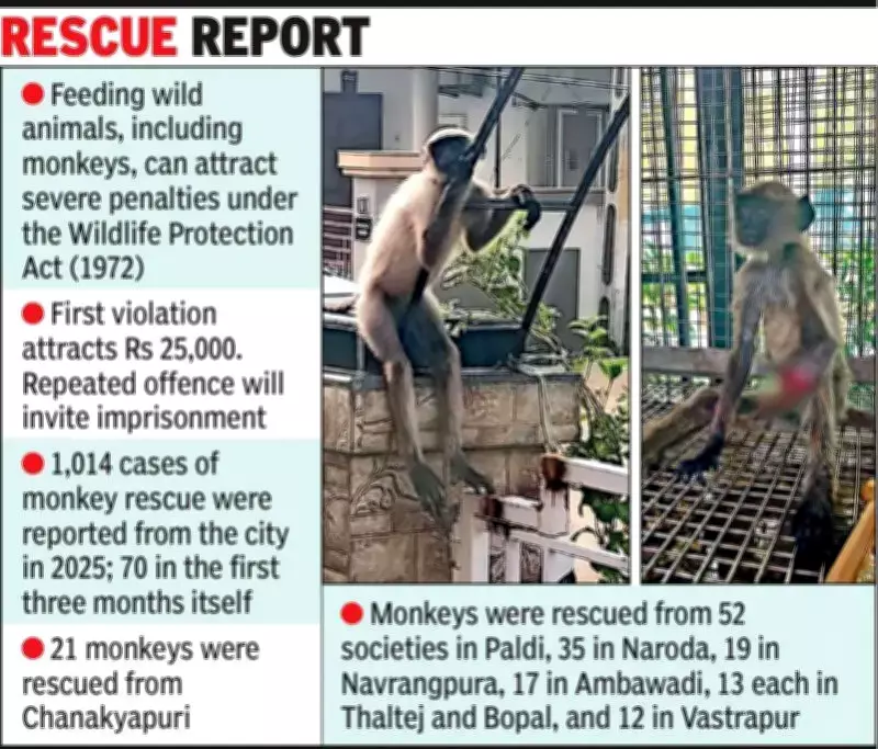 Gujarat Cracks Down on Monkey Feeding: Rs 25,000 Fine for Violators in Ahmedabad