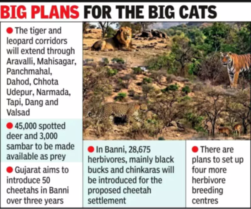 Gujarat Plans Big Cat Corridors for Tiger, Cheetah, and Leopard Conservation