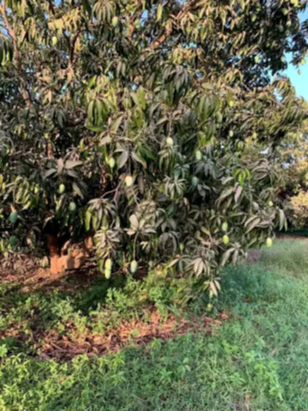 Gujarat's Kesar Mango Season Begins Early with Strong Export Demand