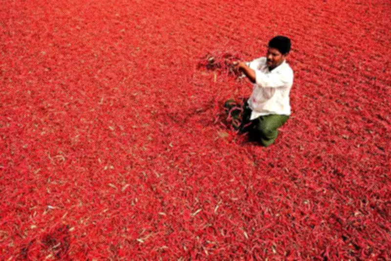 Guntur Chilli Prices Set to Skyrocket as Supply Dwindles and Demand Rises