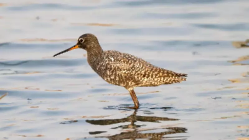 Gurgaon's Wetlands Abuzz as Winter Birds Depart, Summer Migrants Arrive