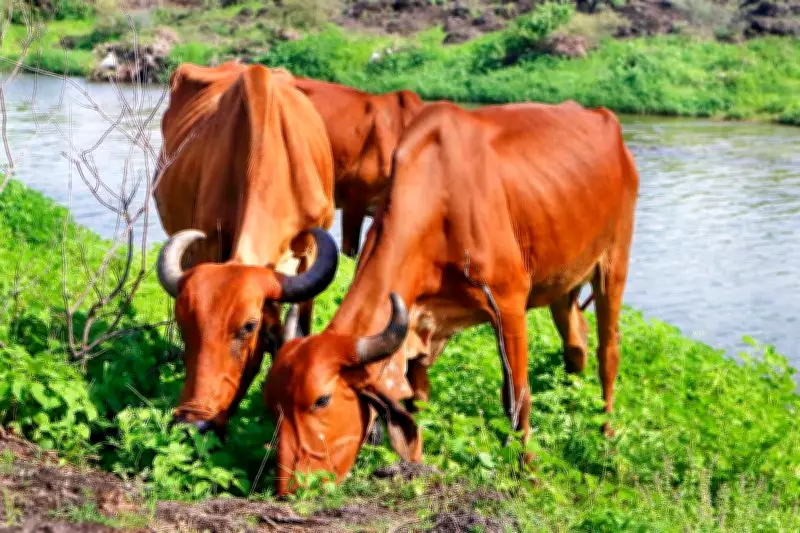 Gurugram to Host India's First Modern Cow Sanctuary in Hasanpur