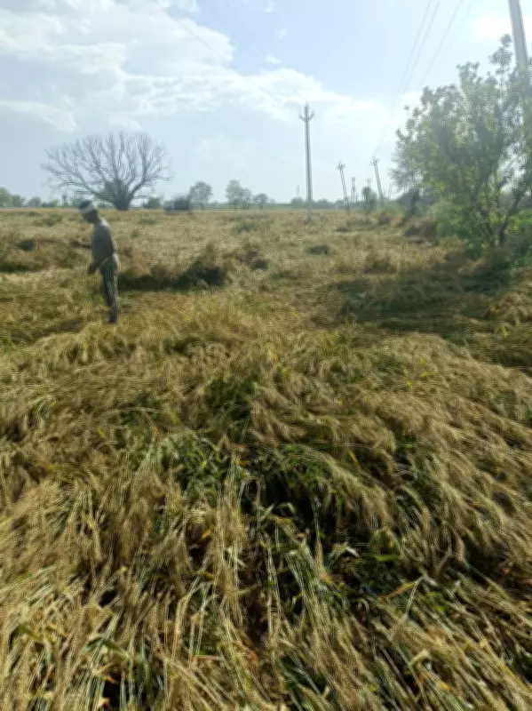 Hailstorm Ravages Haryana Crops, Farmers Fear Major Yield Loss