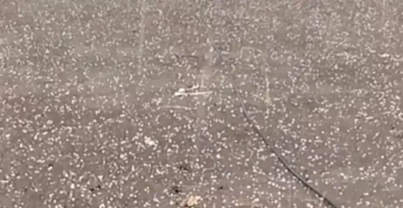 Hailstorms and Heavy Rain Hit Sangli and Kolhapur, Threaten Mango Crops