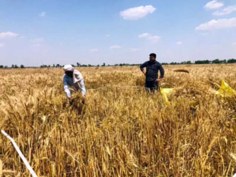 Haryana Conducts Crop Cutting Experiments to Assess Wheat Production