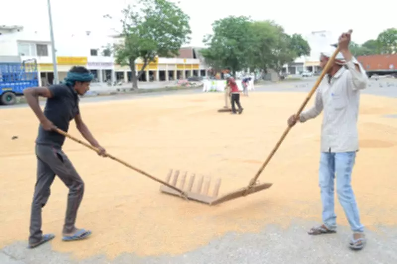 Haryana Mandates 24/7 Grain Market Operations for Wheat Procurement Season