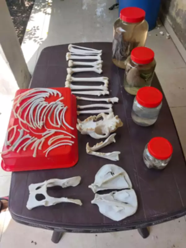 Haryana's First Wildlife Taxidermy Center Opens in Gurgaon for Scientific Preservation