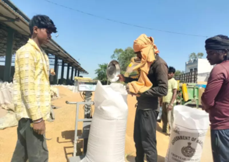 Haryana's Wheat Harvesting Peaks, Grain Market Arrivals Accelerate