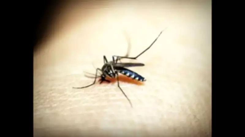 Health Dept Intensifies Surveillance After 11 Malaria Cases in Bardez