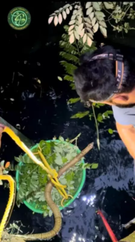 Heatwave Drives Snakes into Wells Across Coastal Karnataka, Rescuers Report