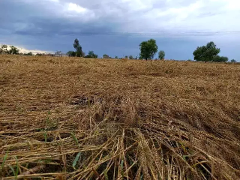Heavy Rains and Winds Damage Crops Across Punjab's Malwa Region