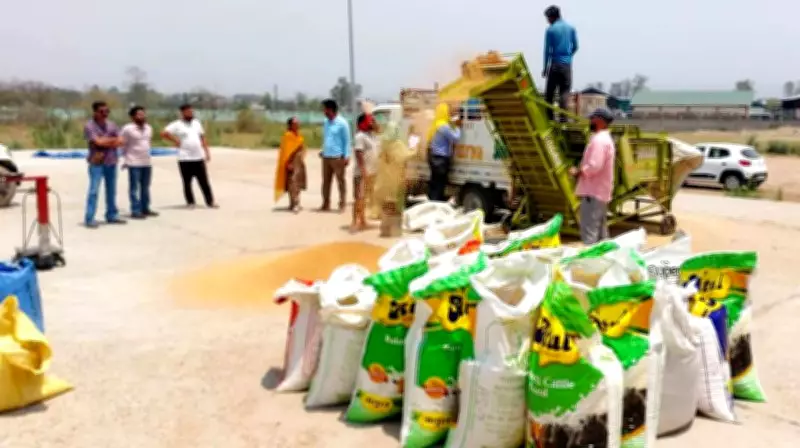 Himachal's Una District Launches Wheat Procurement Drive for 2024-25 Season