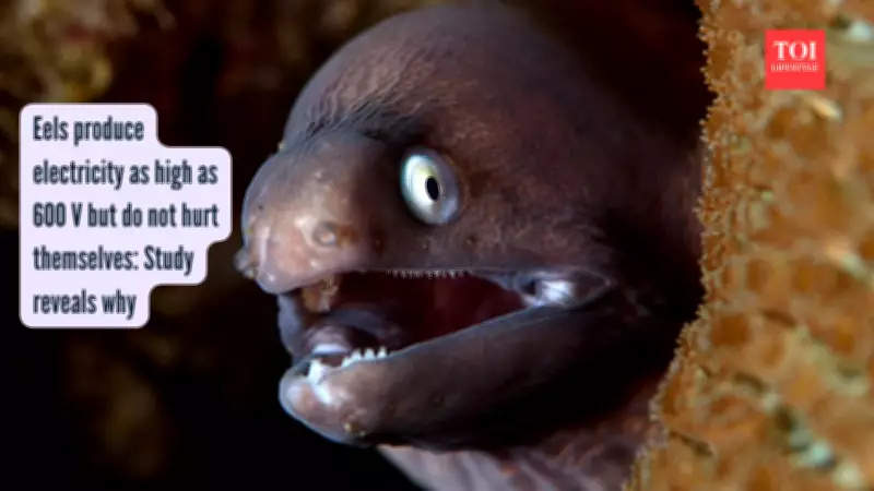 How Electric Eels Produce 600V Shocks Without Hurting Themselves