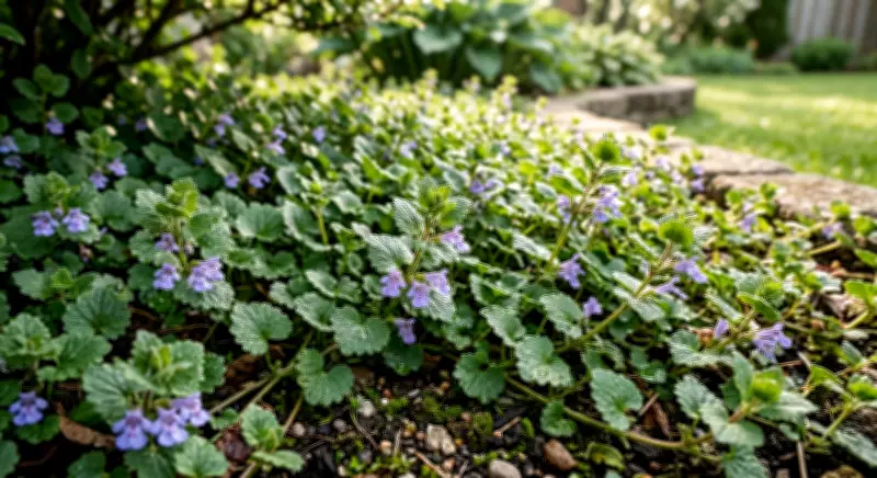 How to Get Rid of Creeping Charlie (Ground Ivy) for Good