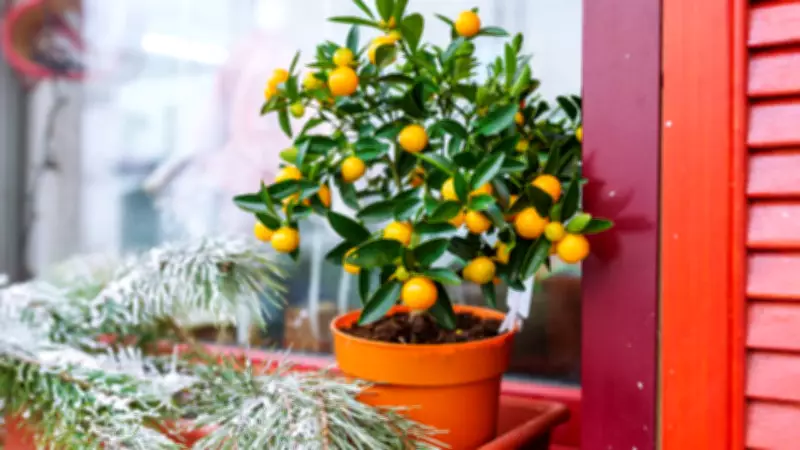 How to Get Your Lemon Plant to Produce Fruit Regularly