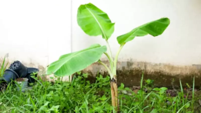 How to Grow a Banana Tree at Home: Simple Step-by-Step Guide for Beginners