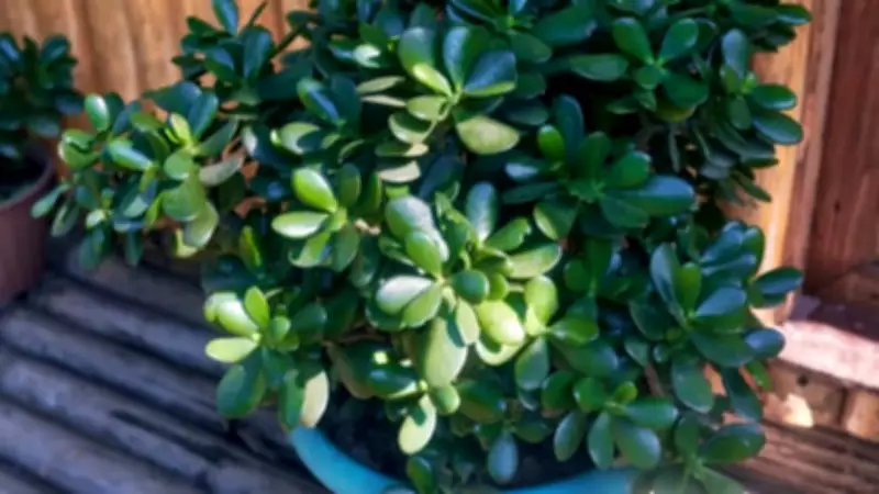 How to Grow Jade Plants: A Complete Guide for Healthy Succulents