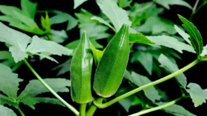 How to Grow Ladyfinger Plants at Home: Simple Step-by-Step Guide for Beginners
