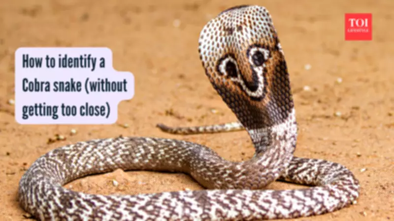 How to Identify a Cobra: Key Traits, Behaviors, and Safety Tips