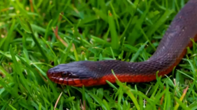 How to Identify Australia's Red-Bellied Black Snake in Your Backyard