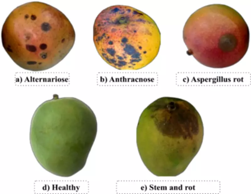 How to Prevent Black Spots on Mangoes: Expert Tips for Growers