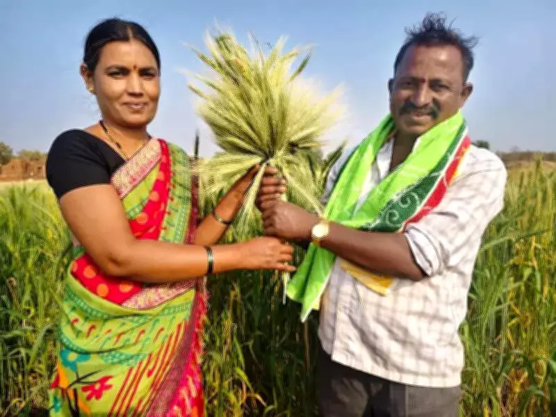 Hubballi Farmer Grows 42 Indigenous Wheat Varieties, Attracts National Attention