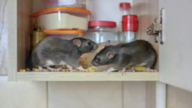 Humane Rat Control: Safe, Natural Solutions for Home and Garden