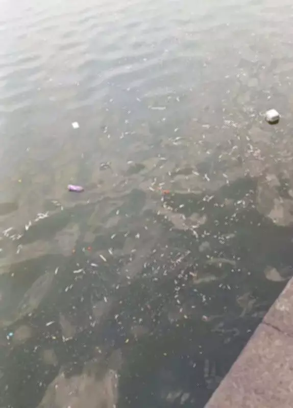 Hundreds of Fish Found Dead in Kolhapur's Rankala Lake, Pollution Blamed