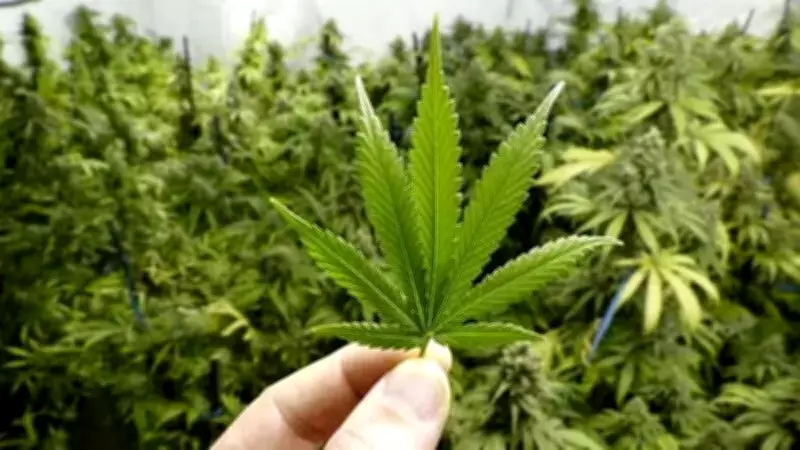 Hyderabad Customs Seizes Rs 4.6 Crore Hydroponic Ganja at Airport, Arrests Accomplice