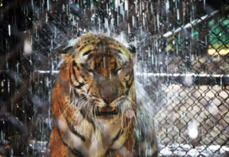 Hyderabad's Heat Resilience: Why the City Escapes Worst of State's Heatwaves