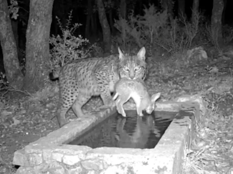 Iberian Lynxes Drown Prey in Water: A First for Carnivores