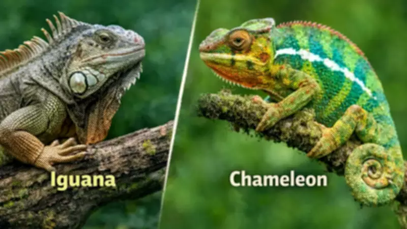 Iguana vs. Chameleon: Key Differences in Size, Habitat, and Survival Strategies