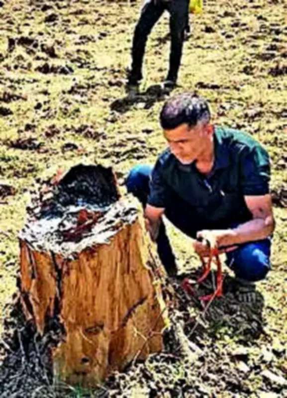 Illegal Felling of 1 Lakh Trees in Chhattisgarh Tiger Reserve
