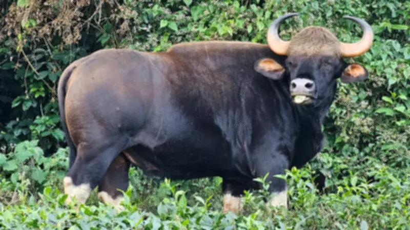 Indian Gaur Attack Claims Life of Karnataka Plantation Worker in Kalasa