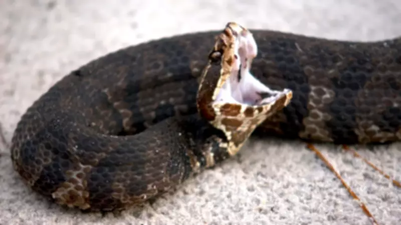Indian Woman in Florida Shocked by Community's Indifference to Trapped Snake
