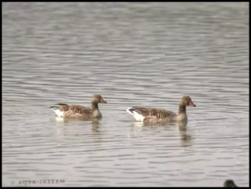 India's 99th Ramsar Site: Shekha Jheel Bird Sanctuary in Aligarh Gets Global Recognition