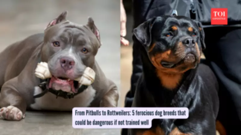 India's Dangerous Dog Debate: Banned Breeds and Safety Concerns in Urban Areas