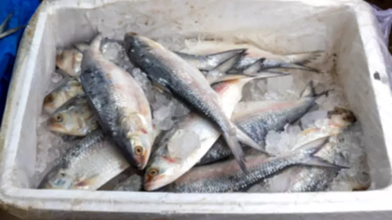 India's Marine Fish Catch Rises 3% in 2025; Kerala Sees 2% Growth