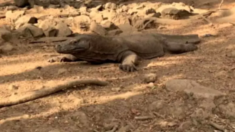 Indonesia Arrests Six in Komodo Dragon Smuggling Ring to Thailand