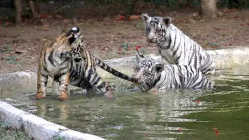 Indore Schools Advance Summer Break as Mercury Hits 42.2°C