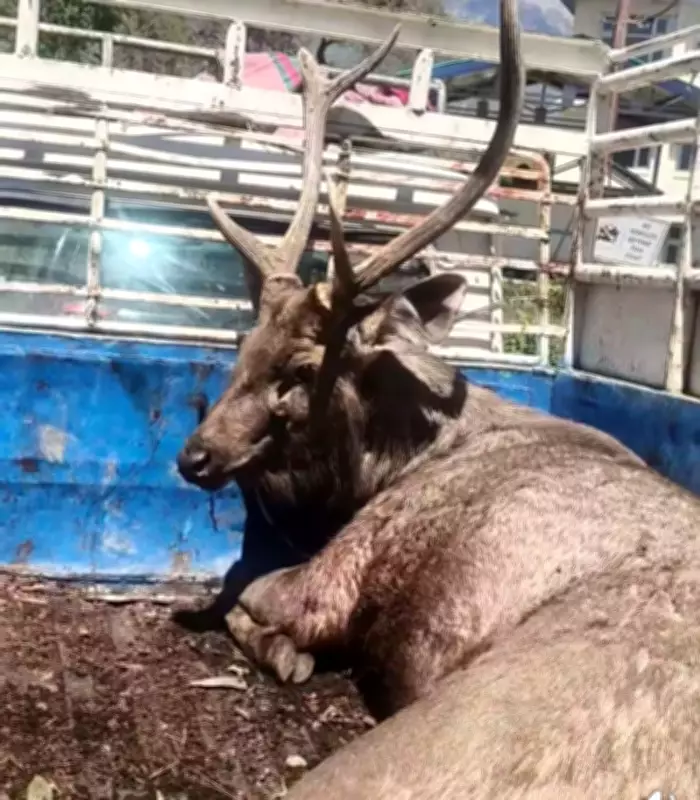 Injured Sambar Deer Rescued Near Baijnath, Moved to Gopalpur Zoo for Treatment