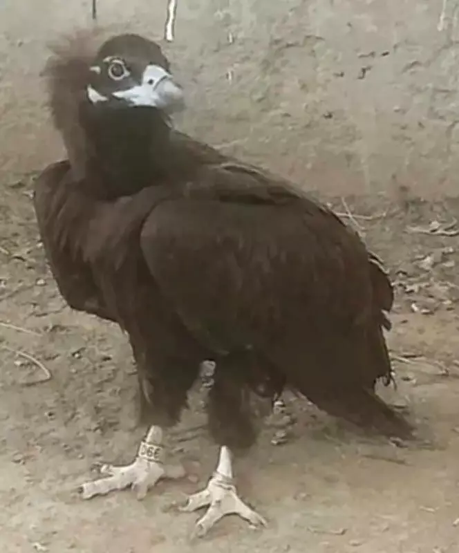 Injured Vulture Rescued in Pakistan After Cross-Border Flight from MP