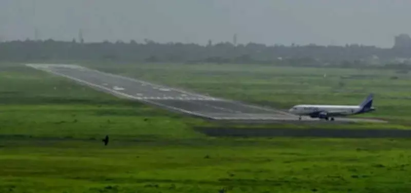 Jackal Struck by Landing Aircraft at Surat Airport, Wildlife Hazard Averted
