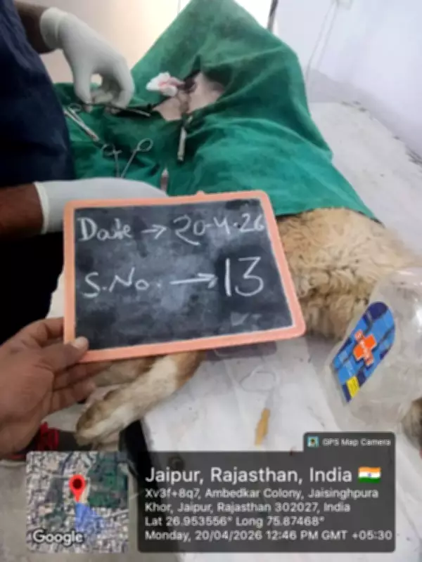 Jaipur Animal Birth Control Agency Accused of Fake Bills Using Same Dog Photos