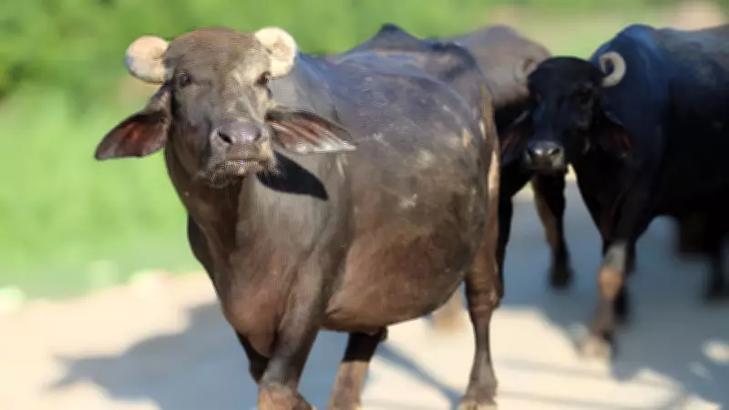 Jalna Police Release Rs 4.34 Crore Buffalo Meat Consignment After Beef Confusion