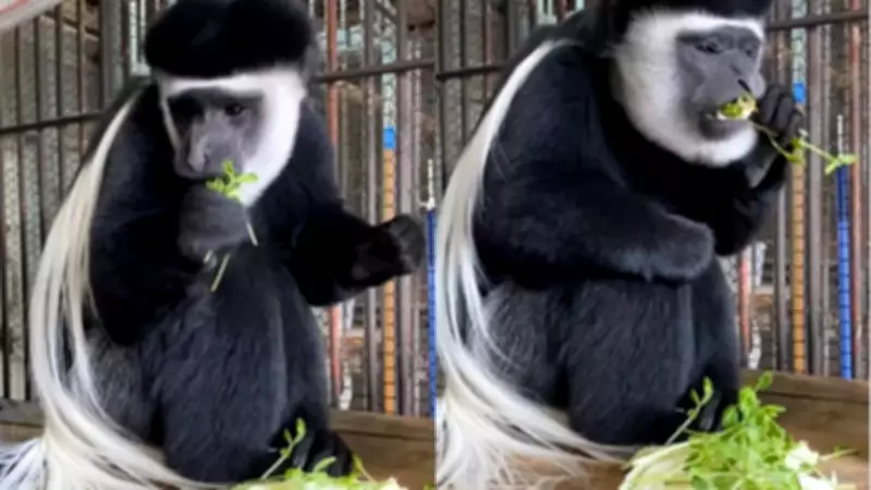 Japanese Zoo Delays Reopening After Employee's Grim Confession