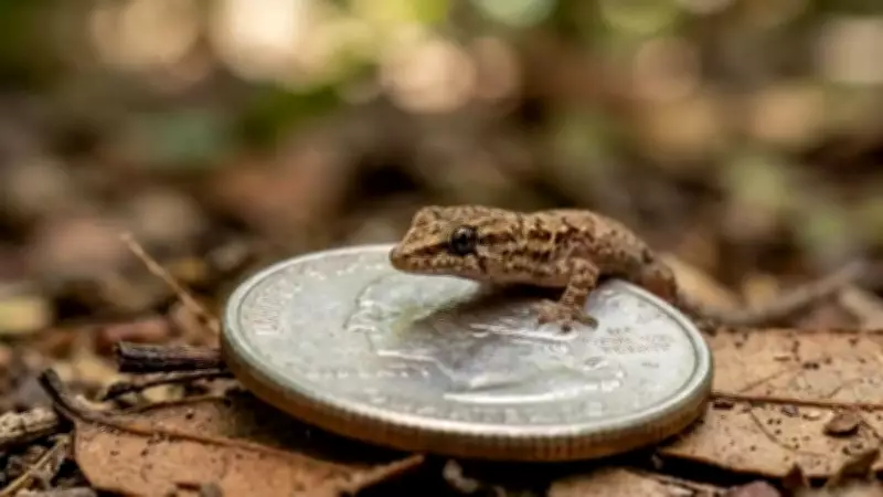 Jaragua Dwarf Gecko: The 16mm Lizard Facing Extinction in Dominican Forests