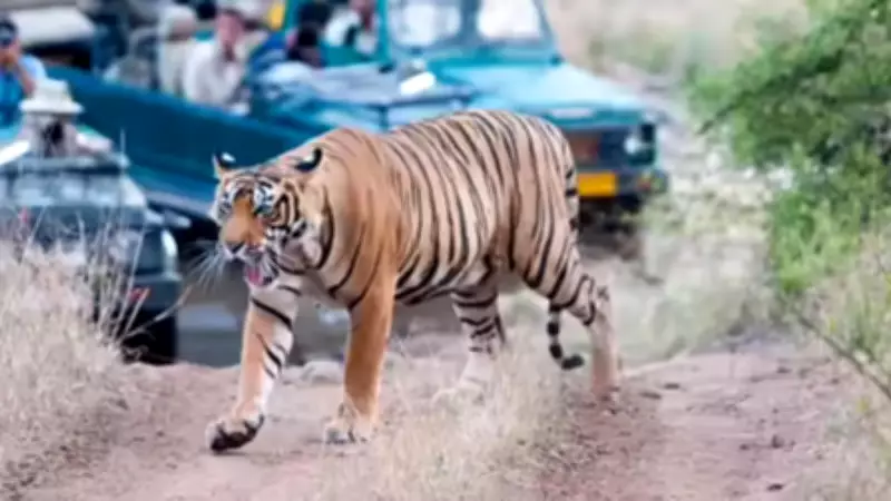 Jharkhand High Court Directs Detailed Report on Palamu Tiger Reserve Conservation