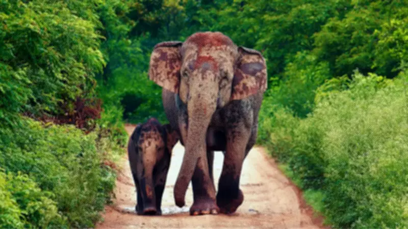 Jim Corbett National Park in April: Why Wildlife Enthusiasts Flock to Uttarakhand