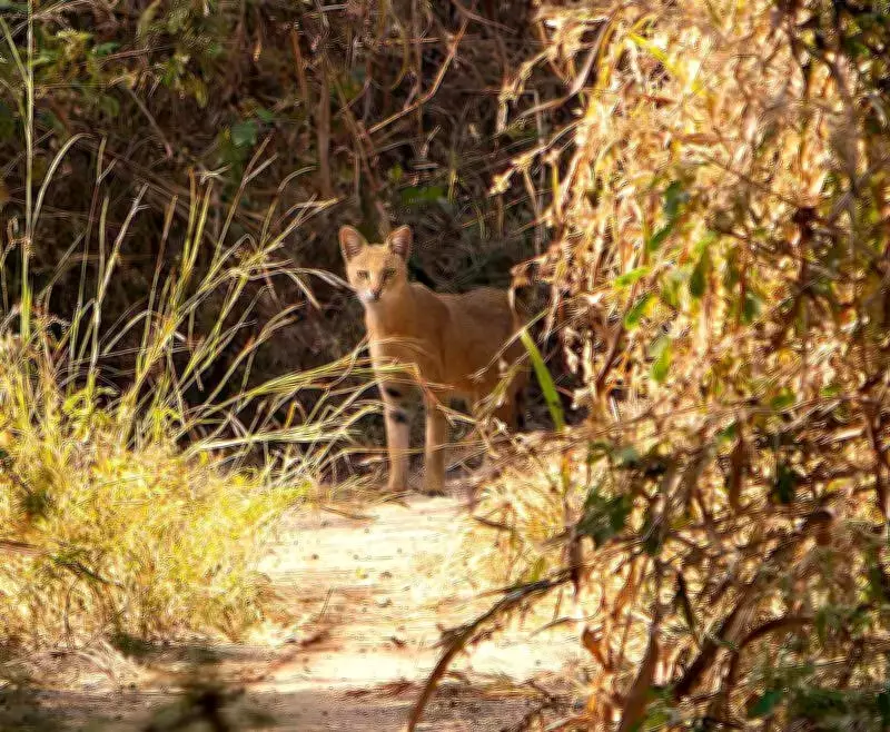 Jungle Cat Spotted on Pune's Vetal Tekdi Highlights Urban Biodiversity